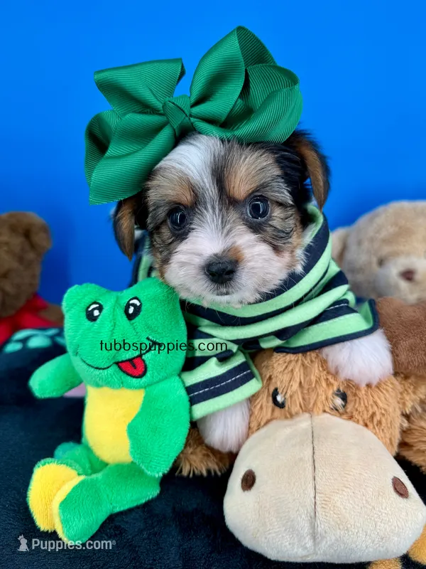 Rocky  – Biewer puppy for sale in Fort Worth, TX