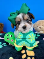 Rocky , a male Biewer for sale in Fort Worth, TX – Photo 3 of 4