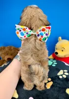 Buster, a male Mal Shi for sale in Fort Worth, TX – 5 of 5