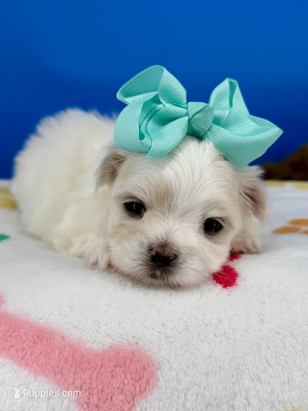 Cinderella – Maltese puppy for sale in Fort Worth, TX
