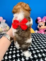 Butterscotch, a male Morkie for sale in Fort Worth, TX – 3 of 3