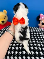 Ella May, a female Biewer for sale in Fort Worth, TX – 4 of 4