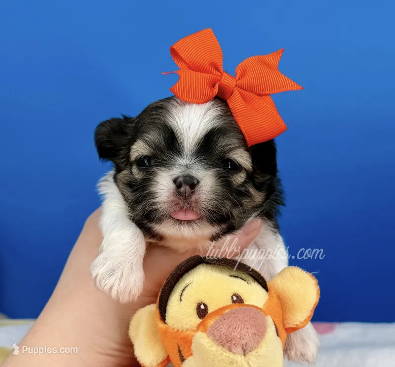 Hotdog – Mal Shi puppy for sale in Fort Worth, TX