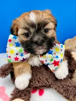 Pickles, a male Mal Shi for sale in Fort Worth, TX – 3 of 6
