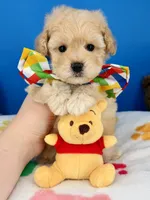 Vanilla Bean, a male Maltipoo for sale in Fort Worth, TX – 2 of 7
