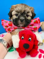 Pretzel, a male Mal Shi for sale in Fort Worth, TX – 6 of 7