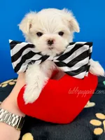 Marshmallow, a female Maltese for sale in Fort Worth, TX – 4 of 6