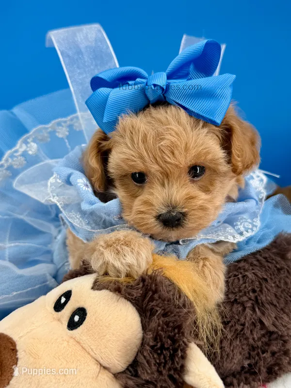 Peaches – Maltipoo puppy for sale in Fort Worth, TX