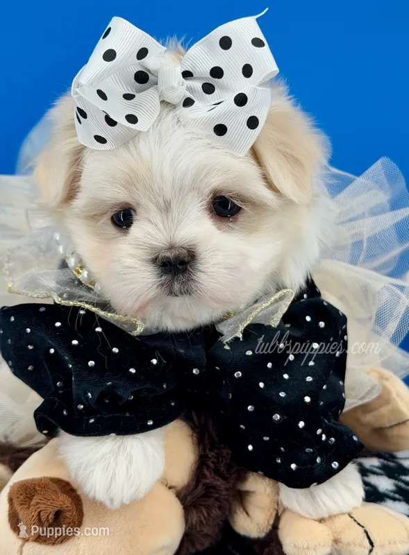 Cinderella – Maltese puppy for sale in Fort Worth, TX