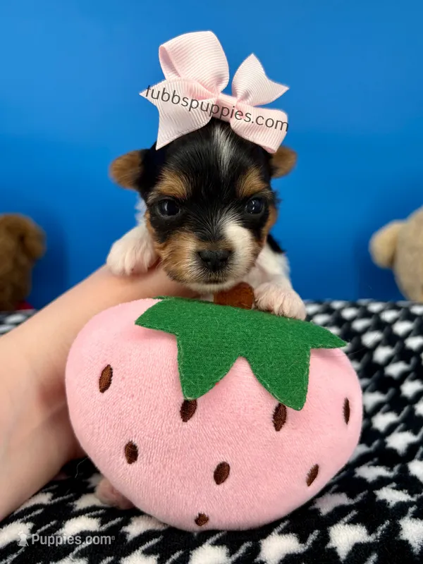 Daisy May – Biewer puppy for sale in Fort Worth, TX