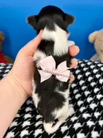 Daisy May, a female Biewer for sale in Fort Worth, TX – Photo 3 of 3