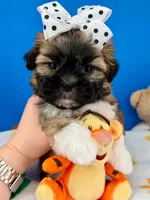 Waffles, a male Mal Shi for sale in Fort Worth, TX – 2 of 5