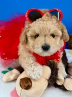 Butterfly , a female Maltipoo for sale in Fort Worth, TX – 5 of 6