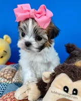 Cinderella, a female Mal Shi for sale in Fort Worth, TX – Photo 4 of 5