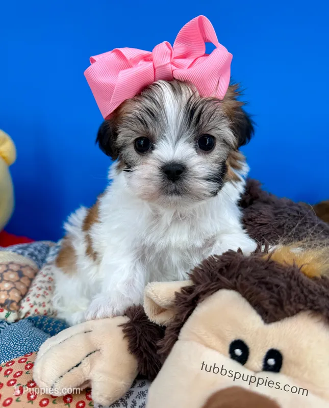 Cinderella, a female Mal Shi for sale in Fort Worth, TX – Photo 1 of 5