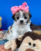 Cinderella, a female Mal Shi for sale in Fort Worth, TX – Photo 1 of 5