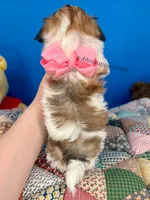 Cinderella, a female Mal Shi for sale in Fort Worth, TX – Photo 5 of 5