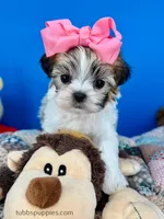 Cinderella, a female Mal Shi for sale in Fort Worth, TX – Photo 3 of 5