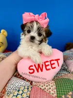 Cinderella, a female Mal Shi for sale in Fort Worth, TX – Photo 2 of 5