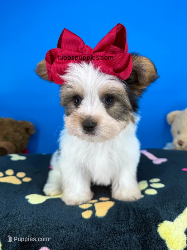Hotdog – Yorkshire Terrier puppy for sale in Fort Worth, TX