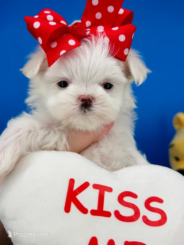 Pixie – Maltese puppy for sale in Fort Worth, TX