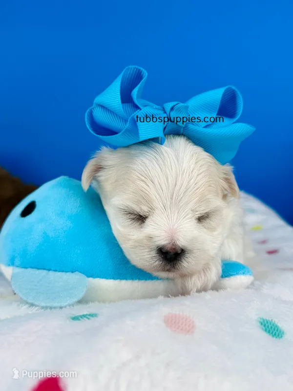 Snowball – Maltese puppy for sale in Fort Worth, TX