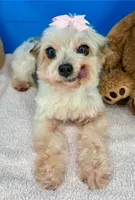 processed/84caae7f-987d-4f94-b24b-e9c07baf2f1c/listing/b1520da8-ee34-40a5-b1c6-0e1f3783e934/222e7456-c808-4de5-8b96-f34f3c431f16