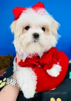 Cinderella, a female Maltese for sale in Fort Worth, TX – 5 of 9