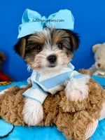 Rocky , a male Yorkshire Terrier for sale in Fort Worth, TX – 3 of 3