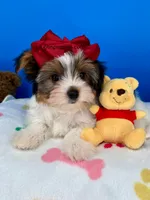 Handsome, a male Yorkshire Terrier for sale in Fort Worth, TX – 2 of 3