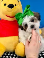 Pumpkin, a male Mal Shi for sale in Fort Worth, TX – 5 of 8