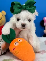 Angel, a male Maltese for sale in Fort Worth, TX – 5 of 6