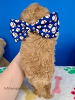 processed/84caae7f-987d-4f94-b24b-e9c07baf2f1c/listing/b625ca30-67dc-42df-93ae-647cb177e79b/de869572-60d7-49fb-9dd7-cc37ddf43ac5