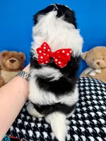 Domino, a male Mal Shi for sale in Fort Worth, TX – 2 of 9