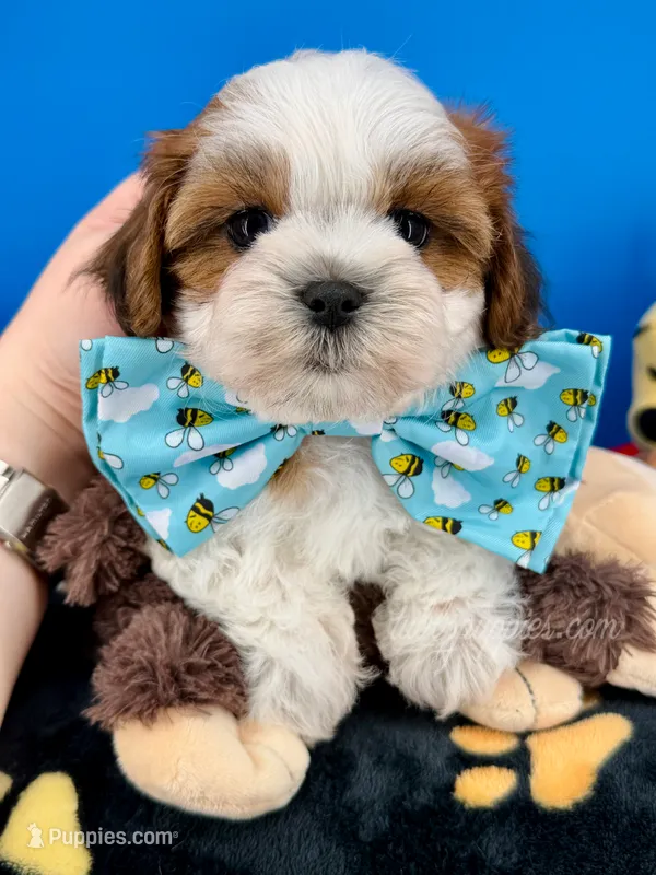 Bingo – Mal Shi puppy for sale in Fort Worth, TX