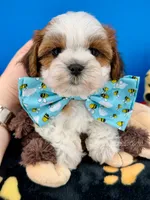 Bingo, a male Mal Shi for sale in Fort Worth, TX – 1 of 9