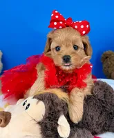 Strawberry, a female Maltipoo for sale in Fort Worth, TX – 3 of 6