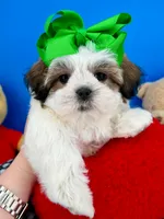 Pumpkin, a male Mal Shi for sale in Fort Worth, TX – 2 of 8