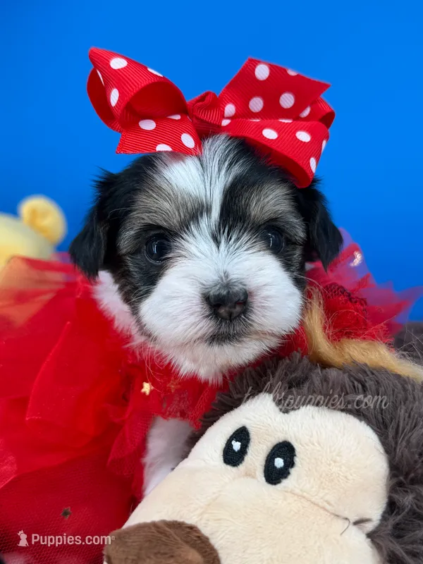 Ella May – Biewer puppy for sale in Fort Worth, TX