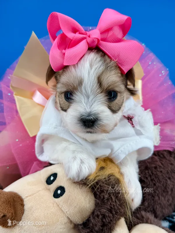 Cupcake, a female Morkie for sale in Fort Worth, TX – 1 of 3