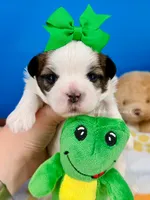 Pumpkin, a male Mal Shi for sale in Fort Worth, TX – 1 of 2