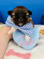 Pretzel, a male Mal Shi for sale in Fort Worth, TX – 3 of 4
