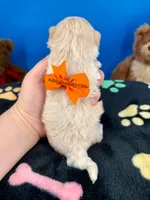 Cheeto, a male Maltipoo for sale in Fort Worth, TX – 3 of 4