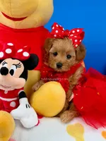 Strawberry, a female Maltipoo for sale in Fort Worth, TX – 6 of 6