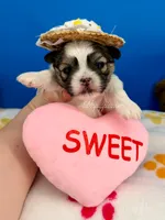 Daisy Mae, a female Mal Shi for sale in Fort Worth, TX – 3 of 4