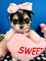 Kisses, a female Morkie for sale in Fort Worth, TX – 5 of 5