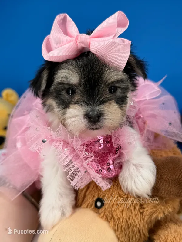 Kisses – Morkie puppy for sale in Fort Worth, TX