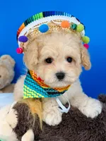Vanilla Bean, a male Maltipoo for sale in Fort Worth, TX – 6 of 6