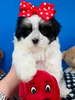 Domino, a male Mal Shi for sale in Fort Worth, TX – 5 of 9