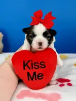 Tater Tot, a male Mal Shi for sale in Fort Worth, TX – 5 of 5